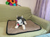 Dog absorbent pad - Minihomy