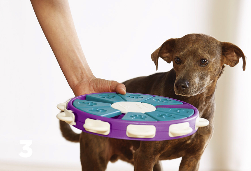 Dog educational toys - Minihomy