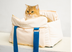 Portable Cat Bag To Carry Pets Out - Minihomy