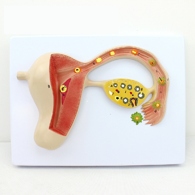 Fertilized Egg Formation Process Promotional Gift Model Reproductive Training Teaching Model