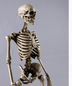 Mini skeleton model