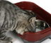 Dog bowl cat bowl pet cat double basin splash-proof neat dog cat rice bowl food bowl stainless steel bowl - Minihomy