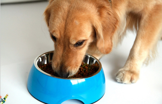 Stainless Steel Dog Feeders Bowl