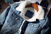 Denim Bomber Jacket with Fur Men Black High Quality Jeans Jacket - Minihomy