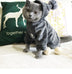 Pet Cat Clothes Autumn And Winter Clothes - Minihomy