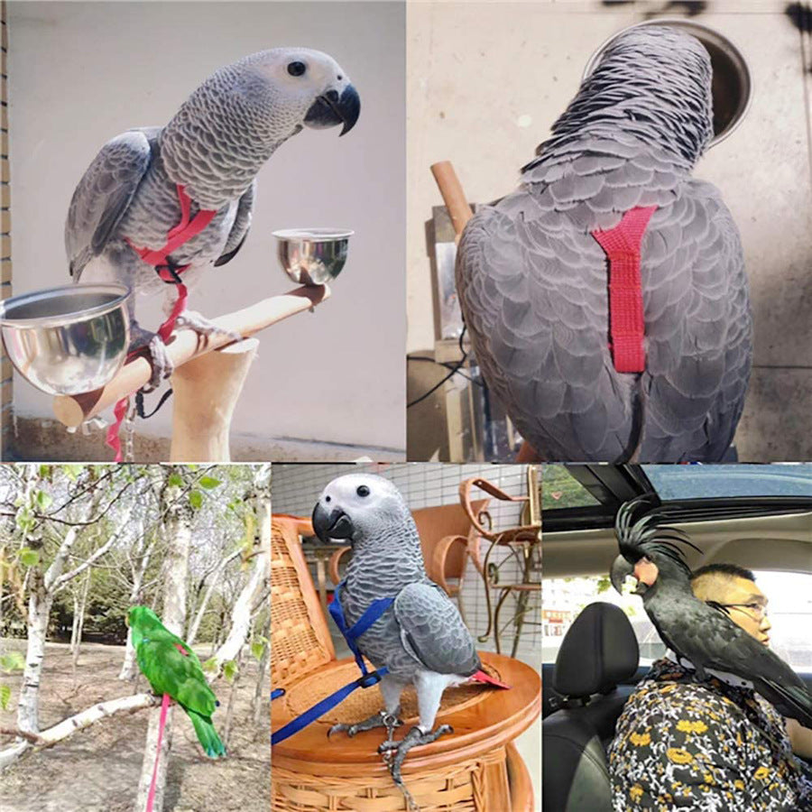 Parrot Flying With Flying Rope And Bird Harness - Minihomy